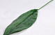 Aspidistra Leaf 83cm