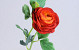 Ranunculus 43cm red