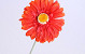 Gerbera 55cm orange