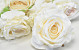 Rose Weiß D10cm
