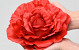 Rose Red D21cm