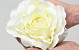 Rose Cream D21cm