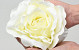 Rose Crème D21cm