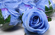 Rose Blue D9cm