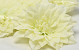 Dahlia Creme/Groen D20cm