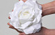 Rose Satin D20cm Weiß