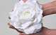 Rose Satin D20cm White