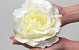 Rose Satin D20cm Creme