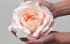 Rose Satin D20cm Rosa