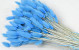 Lagurus Pastel Blau 65cm