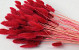 Bouquet Lagurus Rouge 65cm