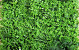 Green Plant Mat 1x1m Mix