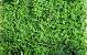 Groene Planten Mat 1x1m Mix