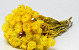 Helichrysum Vestitum  Gelb 