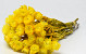 Helichrysum Vestitum Jaune 