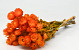 Helichrysum Cape Snow Orange 