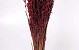 Bouquet Avoine Bordeaux 70cm