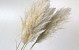 Pampas grass 110cm