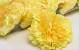 Carnation Yellow D9cm