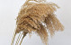 Pampas grass 100cm 5pcs