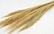 Broom Grass 100gr. Ecru