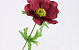 Chrysant Santini 40cm rood