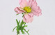 Chrysant Santini 40cm rosa