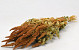 Amaranthus Orange 70cm