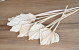 Palm Spear Gebleicht 40-55cm 