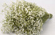 Limonium White 25pcs Big Pack