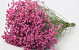 Limonium Pink 25pcs Big Pack