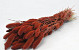 Bouquet Setaria Rouge Rouille 65cm