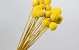 Craspedia Yellow 15pcs 40cm