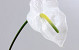 Anthurium  70cm-18cm blanc