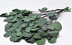 Eucalyptus Populus Green 65cm