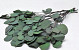 Eucalyptus Populus Groen 65cm