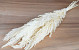 Pampas grass 8pcs Bleached 60cm