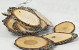 Holz Scheiben Eich 12-14cm, 15 Stück