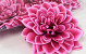 Dahlia Rose/Blanc D20cm 