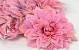 Dahlia Pastel Pink 20cm 