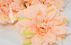 Dahlia Peach 20cm 