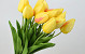 Tulip Yellow 50cm 