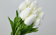 Tulipe Crème 50cm 