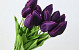 Tulip Purple 50cm 