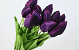 Tulp Paars 50cm