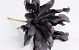 Dracaena 35cm Purple