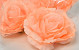 Rose Peach D21cm