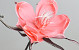 Foam Bloem Roze, D 20cm