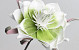 Blume Schaumstoff Grün, D 20cm
