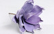 Dracaena 15cm Purple
